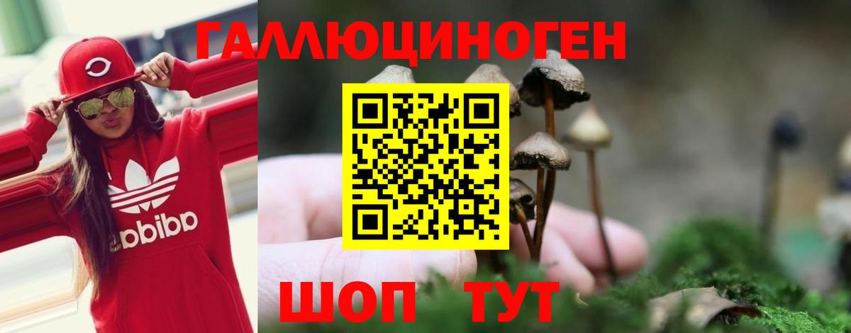 Галлюциногенные грибы Psilocybine cubensis Карпинск